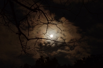 Silhouette of tree branch under white cloudy skies during night time from pexels.com