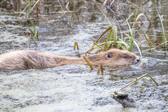 Beaver in water