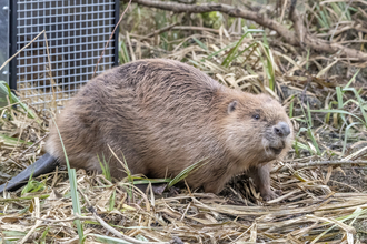 Beaver leaving crate