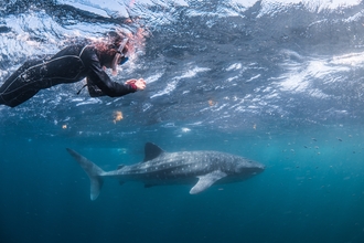 Whale shark