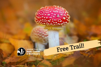 Fly agaric mushroom with 'free trail' text