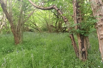 A woodland scene with trees and lush ground cover