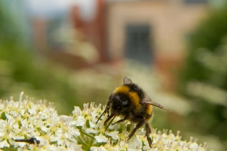 A bee on cow parsley with buildings in the background