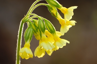 About half the country’s Oxlips grow in our three counties