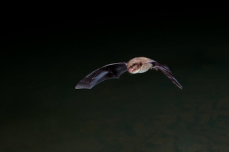 Daubentons Bat