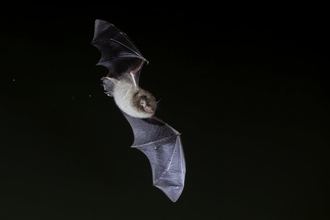 Daubenton's bat