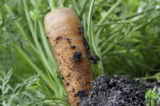 Carrot being picked from vegetable patch