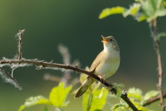 Grasshopper warbler by Amy Lewis