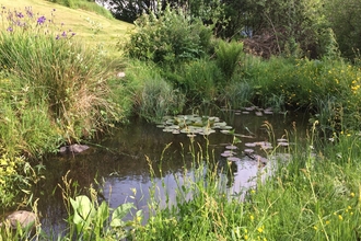 Garden Pond - Anna Williams