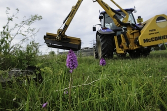 Pyramidal Orchid, (Anacamptis pyramidalis), on brownfield site being cleared for development