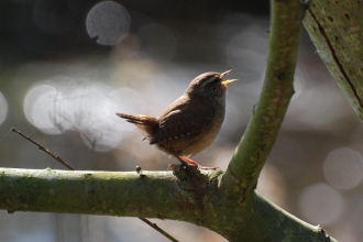 A wren perched on a branch singing