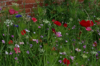 Garden meadow in bloom with reds, whites, pinks and purples on show against a brick wall