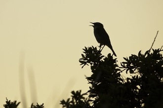 A bird silhouetted against the sky pictured with its beak open, singing.