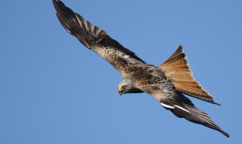 Red kite in flight