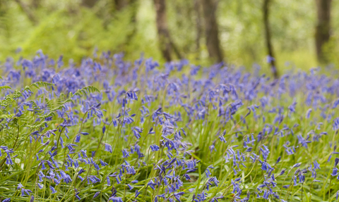 Bluebell woodland 