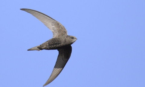 A swift in flight against a bright blue sky