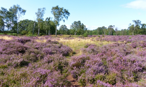 Heather at Cooper's Hill Aug 2019