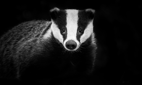 Badger, Northampton by Rebecca Fulcher