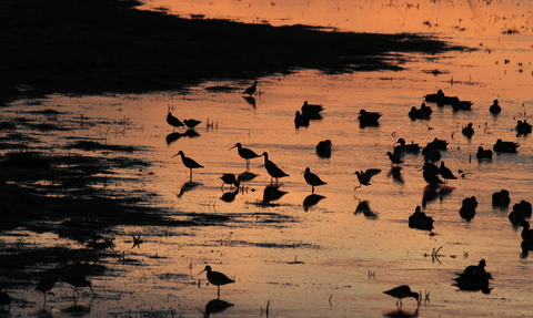 Waders, silhouetted against a peachy gold reflection of the water