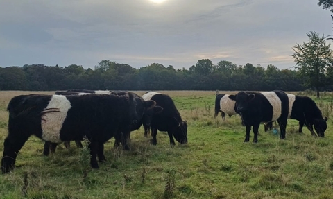 Belted galloways grazing on a field