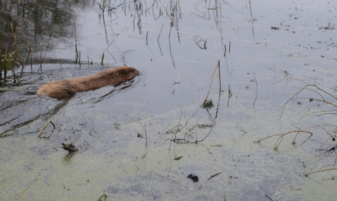 Beaver swimming in delta pit at the Nene Wetlands