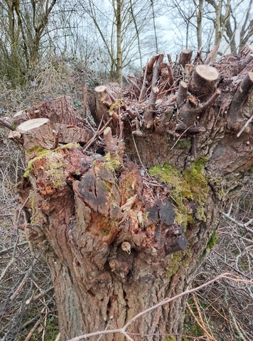 Habitat Management at Summer Leys: Pollarding | Wildlife Trust for Beds ...