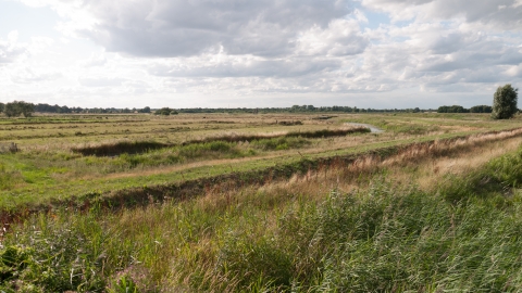 Coastal and floodplain grazing marsh