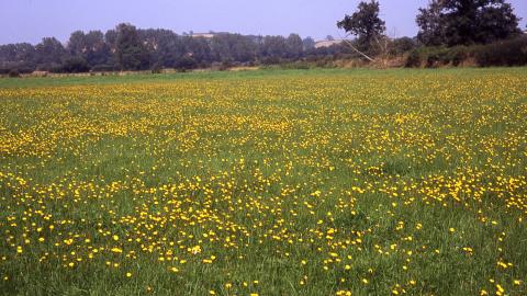 Bugbrooke Meadow credit. Edgar Giles