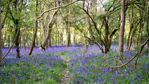 Bluebells at Southwick Wood 