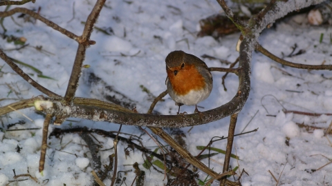 Christmas wildlife