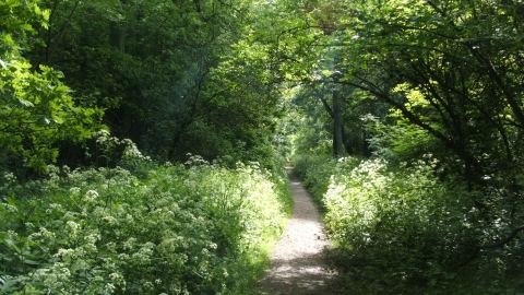 Woodland path in Kings's Wood in Northamptonshire