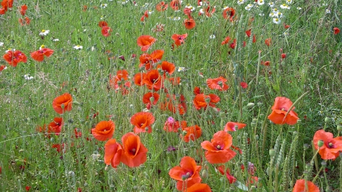 Poppies in arable beside Totternhoe credit. Graham Bellamy