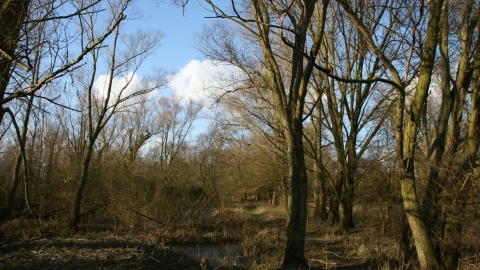 Image of trees at Begwary Brook