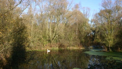 Image of tress and lake at Begwary Brook