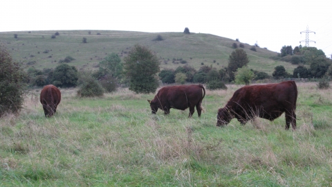 Image of Redpoll cattle at Blows Downs
