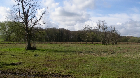 Image of Flitwick Moor grassland