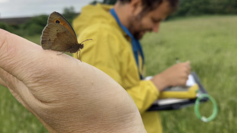 Butterfly survey by Gwen Hitchcock