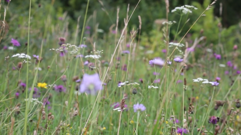 Wildflowers