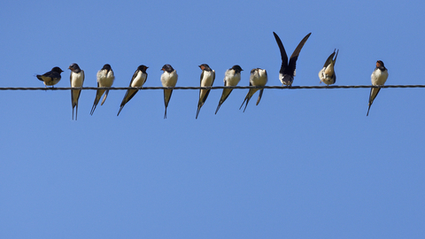 Swallows perched along a telegraph wire against a blue sky, The Wildlife Trusts