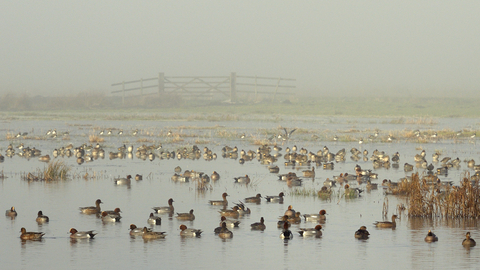 A flock of wigeon and lapwings in the fog