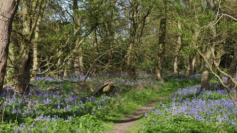 Brampton Wood - Spring Guided Walks | Wildlife Trust for Beds, Cambs ...