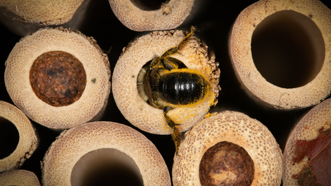 Leafcutter bee in bamboo tube
