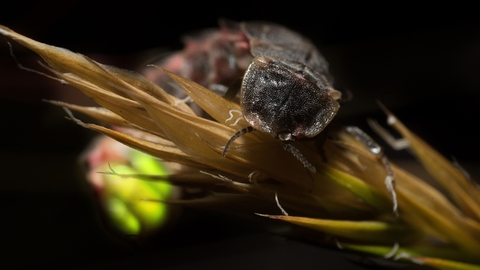 Female glow-worm on grass seed head