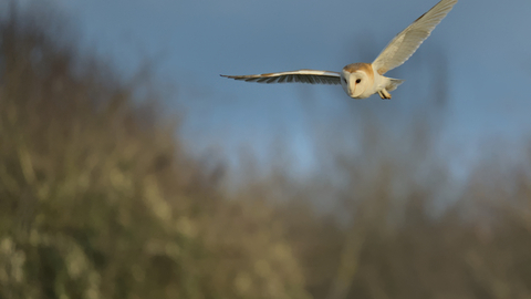 Barn Owl in flight at in dusky light at Strawberry Hill
