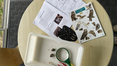 owl pellet dissection set up on table