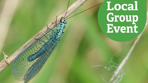 Pearl Lacewing