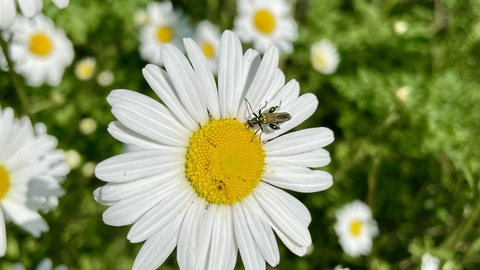 bug on oxeye daisy