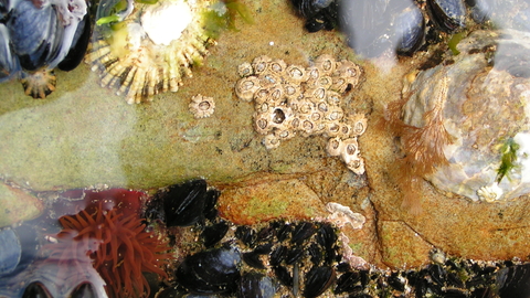 Rock pool with barnacles, anemones, rocks and shells