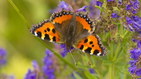 Small tortoisehell butterfly
