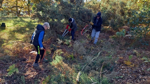 Young people clearing gorse at Coopers Hill